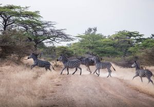 zebras in selous