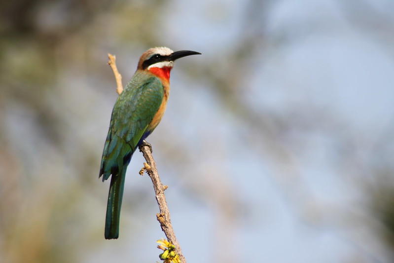 birdwatching in tanzania