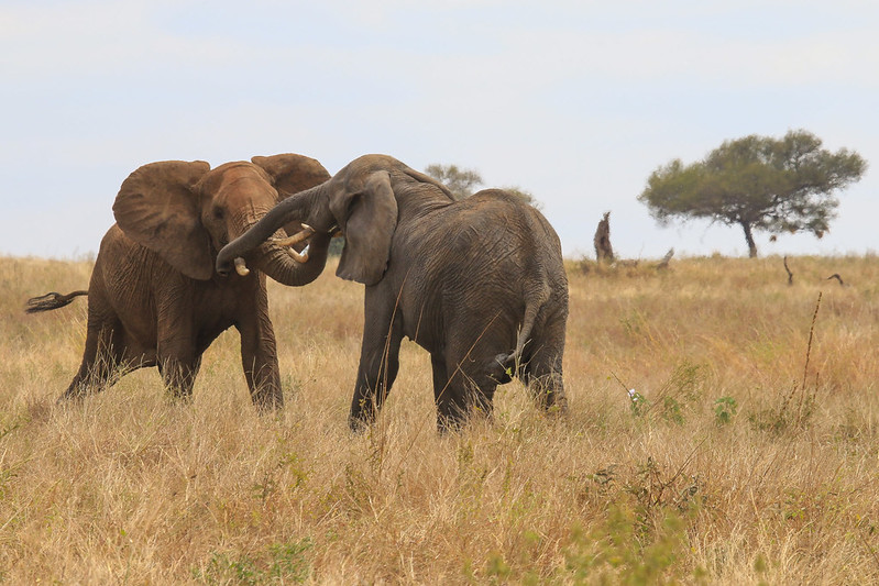 9 day tanzania safari
