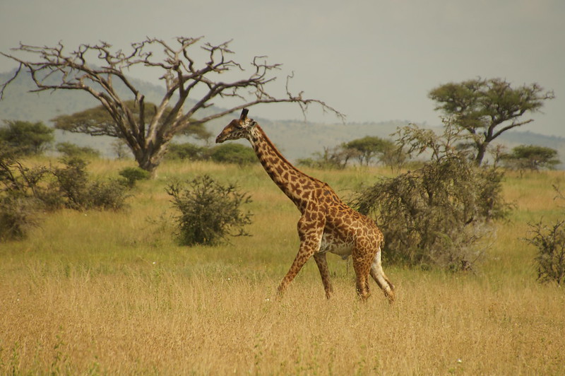 giraffe tanzania safaris