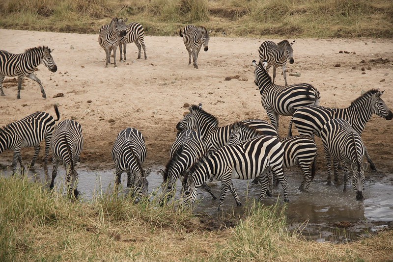 tanzania photo safaris