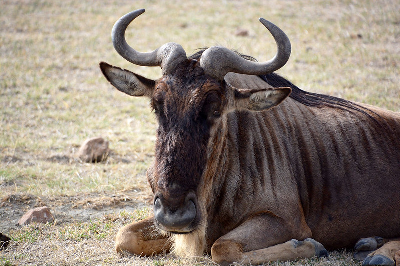 migration of wildebeest safari